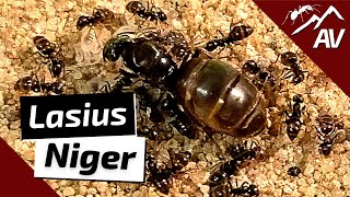 Lasius Niger The Black Garden Ants  Ant Guide [upl. by Barger161]