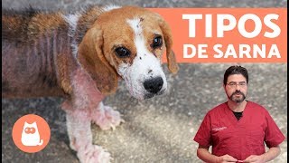 Tipos de SARNA EN PERROS [upl. by Ysnap]