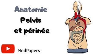 ANATOMIE Pelvis et périnée [upl. by Abijah676]