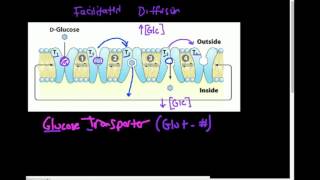 Glucose Transporter GLUT How Does it Work [upl. by Iosep]