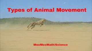 Life ScienceTypes of Animal Movement [upl. by Trillbee]