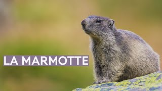 La marmotte [upl. by Watanabe]