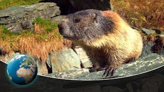 Curious marmots in the Alps [upl. by Akkire]