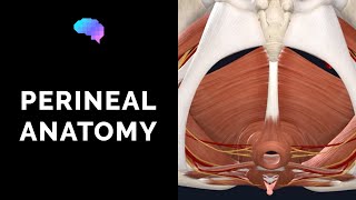 Anatomy of the Perineum 3D tutorial  UKMLA  CPSA  PLAB 2 [upl. by Heiskell930]