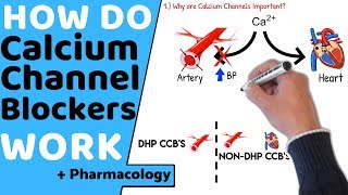 How do Calcium Channel Blockers Work Pharmacology [upl. by Zacks617]