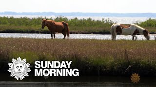 Nature Assateague Island [upl. by Cinemod]