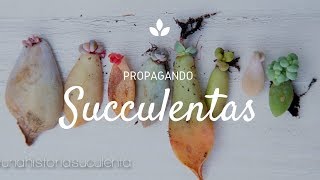 Como Propagar Suculentas por hoja paso a paso  How to propagate succulents step by step CC English [upl. by Marco361]