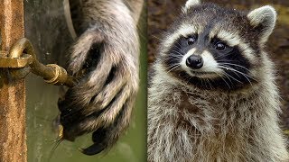 Racoon Demonstrates Problem Solving Skills  BBC Earth Explore [upl. by Muslim]