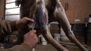 How To Skin A Deer For Taxidermist Shoulder Mount [upl. by Suirtemed]