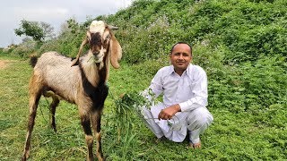 FULL GOAT RECIPE  18 KG Full Goat Gravy Recipe by Mubashir Saddique  Village Food Secrets [upl. by Letty]