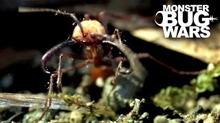 Epic Ant Battles 1  MONSTER BUG WARS [upl. by Wyon220]