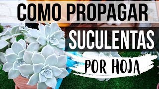 REPRODUCIR SUCULENTAS FÁCIL Y RÁPIDO 2018 PROPAGACION POR HOJA [upl. by Matrona588]