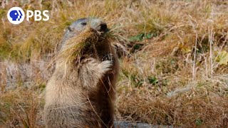 Secrets of Marmot Hibernation [upl. by Htebzil896]