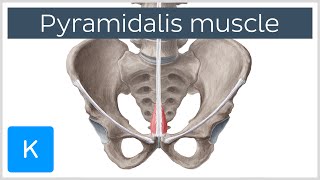 Pyramidalis Muscle Overview and Function Human Anatomy  Kenhub [upl. by Zarihs]