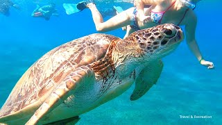 SNORKELING Egypt  Marsa Alam coral reefs and turtles [upl. by Gradeigh]