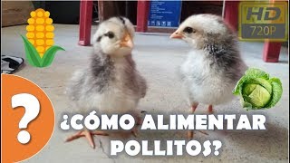 ¿Como alimentar pollitos bebes HD [upl. by Idnerb942]