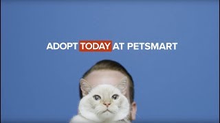 PetSmart Charities Cat Adoptions [upl. by Iinden]