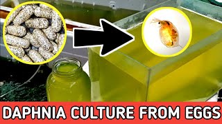 HOW TO HATCH DAPHNIA EGGS  HOW TO CULTURE DAPHNIA [upl. by Bronk578]