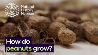 How do peanuts grow  Surprising Science [upl. by Ahsok]