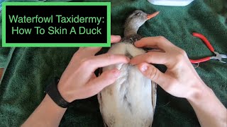 Waterfowl Taxidermy How To Skin A Bird [upl. by Jessie]