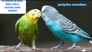 canto de periquito australiano para estimular [upl. by Alysa]