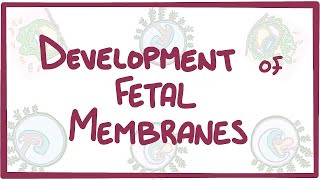 Fetal Membrane  General Embryology  Anatomy [upl. by Congdon861]