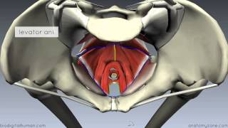 Pelvic Floor Part 1  The Pelvic Diaphragm  3D Anatomy Tutorial [upl. by Adirehs678]