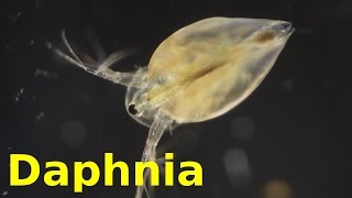 Daphnia [upl. by Giguere]