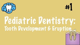 Pediatric Dentistry  Tooth Development and Eruption  INBDE ADAT [upl. by Ycul74]