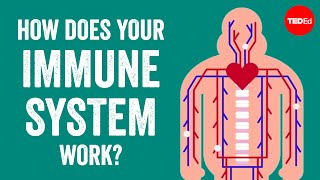 How does your immune system work  Emma Bryce [upl. by Nnaycnan]