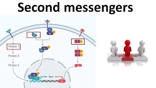 Second messengers cAMP cGMP IP3 amp DAG Calcium [upl. by Ikkiv]