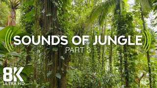 Jungle to Jungle  Cultural difference in food and animals [upl. by Litman]