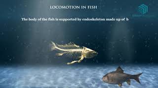 Locomotion in Animals Science Animation [upl. by Adnoek]