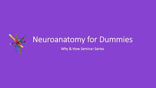 Neuroanatomy for Dummies [upl. by Marney]