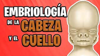 ✅ EMBRIOLOGÍA de la CABEZA y el CUELLO Parte 1°👅🙇🏻‍♀️ [upl. by Gerri]