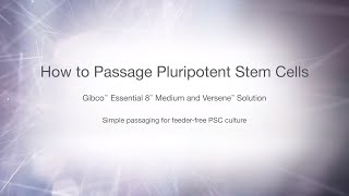 How to passage pluripotent stem cells in Essential 8 Medium [upl. by Enylecoj229]