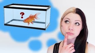 HOW TO SET UP A GOLDFISH TANK [upl. by Ahseetal]