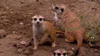 Meerkats Popping up in Africa  Cincinnati Zoo [upl. by Keener]