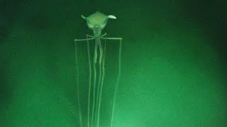 Bigfin Squid  Animal of the Week [upl. by Attaynek]