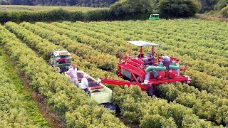 Tractor Ted SingaLong Im a Happy Harvester from Juicy Squeezy [upl. by Alyson]