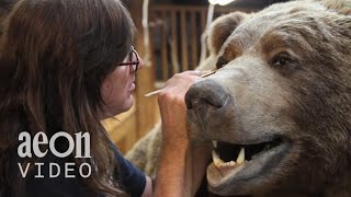 Inside the World Taxidermy Championships  Taxidermists [upl. by Grose147]