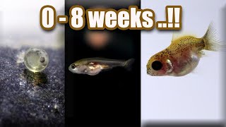 Ep 7 Baby GOLDFISH GROWTH  from eggs  8 weeks [upl. by Lilithe]