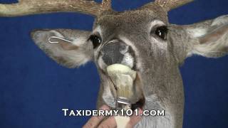 Whitetail Taxidermy Training DVD Overview [upl. by Milurd]