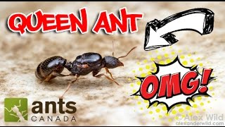 How to Catch A Queen Ant [upl. by Yelekalb]