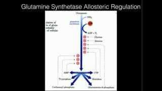 Glutamine Synthetase Allosteric Regulation [upl. by Lapointe]