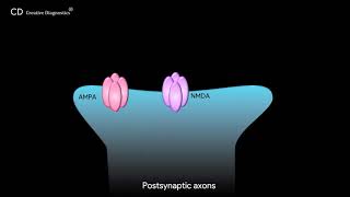 Glutamatergic Synapse Pathway Creative Diagnostics [upl. by Randolph]