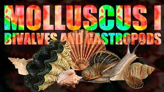 Mollusca I  Bivalves and Gastropods [upl. by Aihsela]