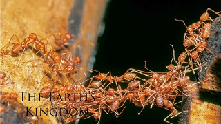 Army Ants  National Geographic Wildlife Documentary 2020 Hd [upl. by Eyma57]