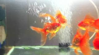 Goldfish Spawning Behavior [upl. by Cichocki]