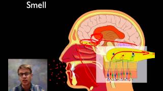 The Sensory System [upl. by Yaker]